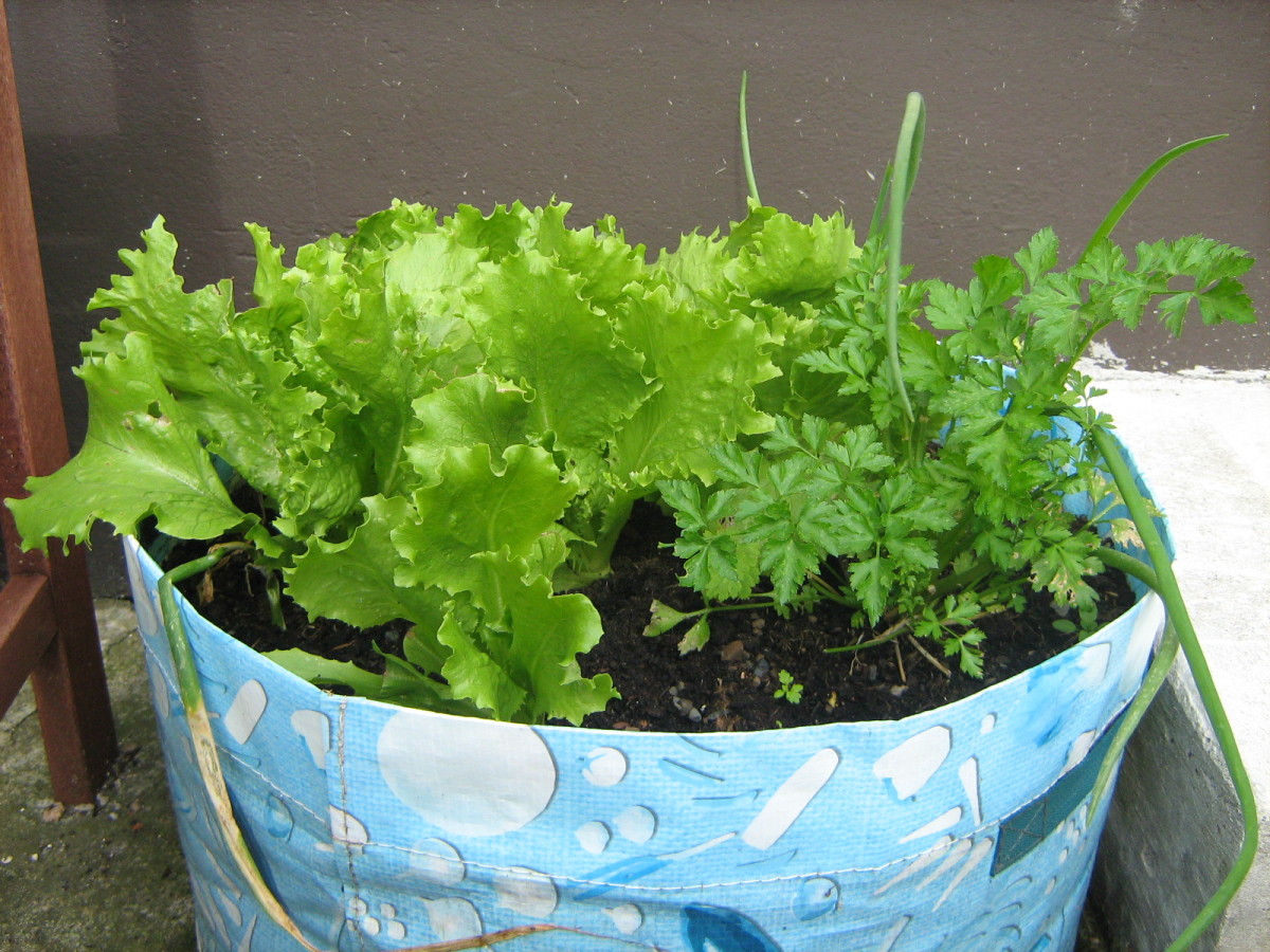 Easy Lettuce Growing Step by Step Guide For Container Planting Dengarden