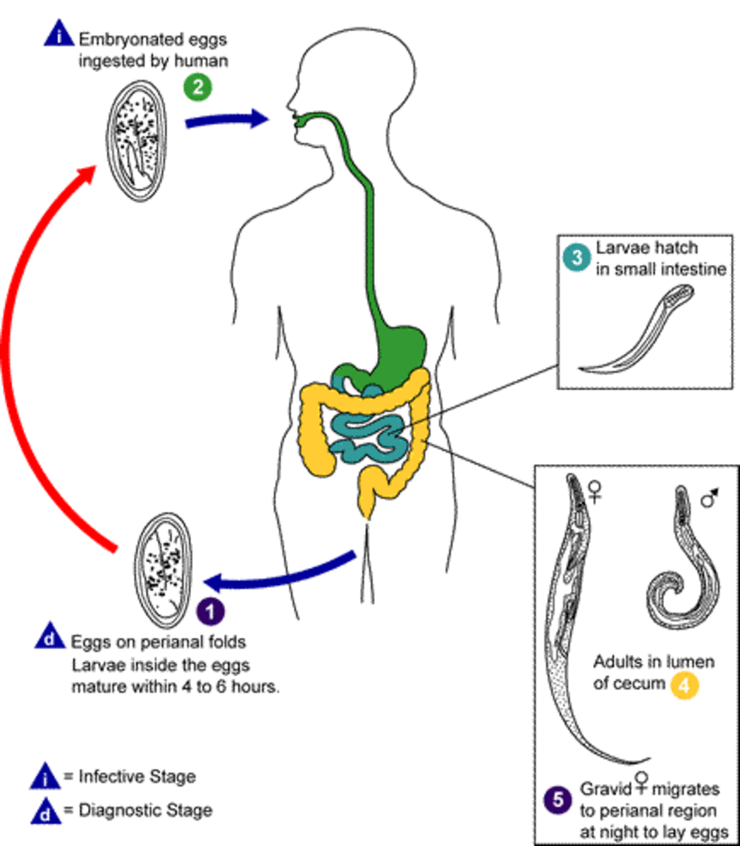 The pinworm lifecycle