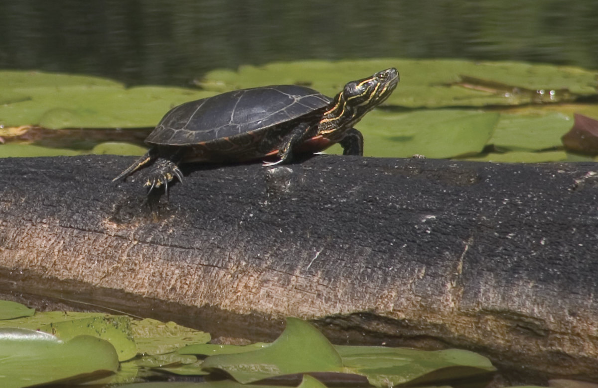 Painted turtles live well in ponds, so their diet should match what they would eat in a pond.