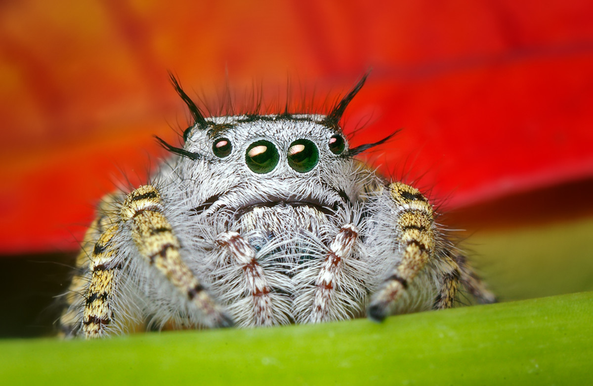 Spider Uses Its Web Like a Giant Engineered Ear