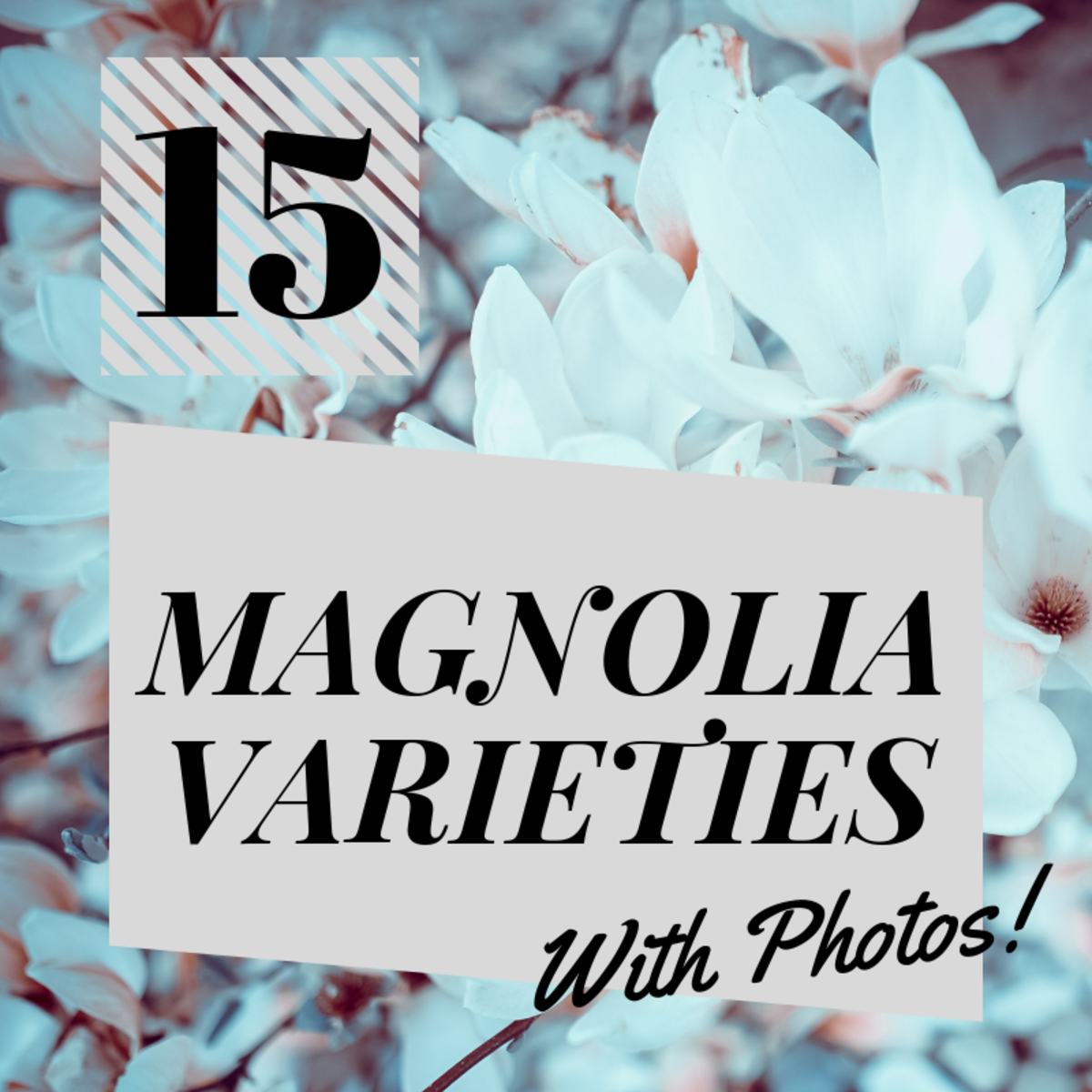 15 Types of Magnolia Trees and Shrubs (With Photos)