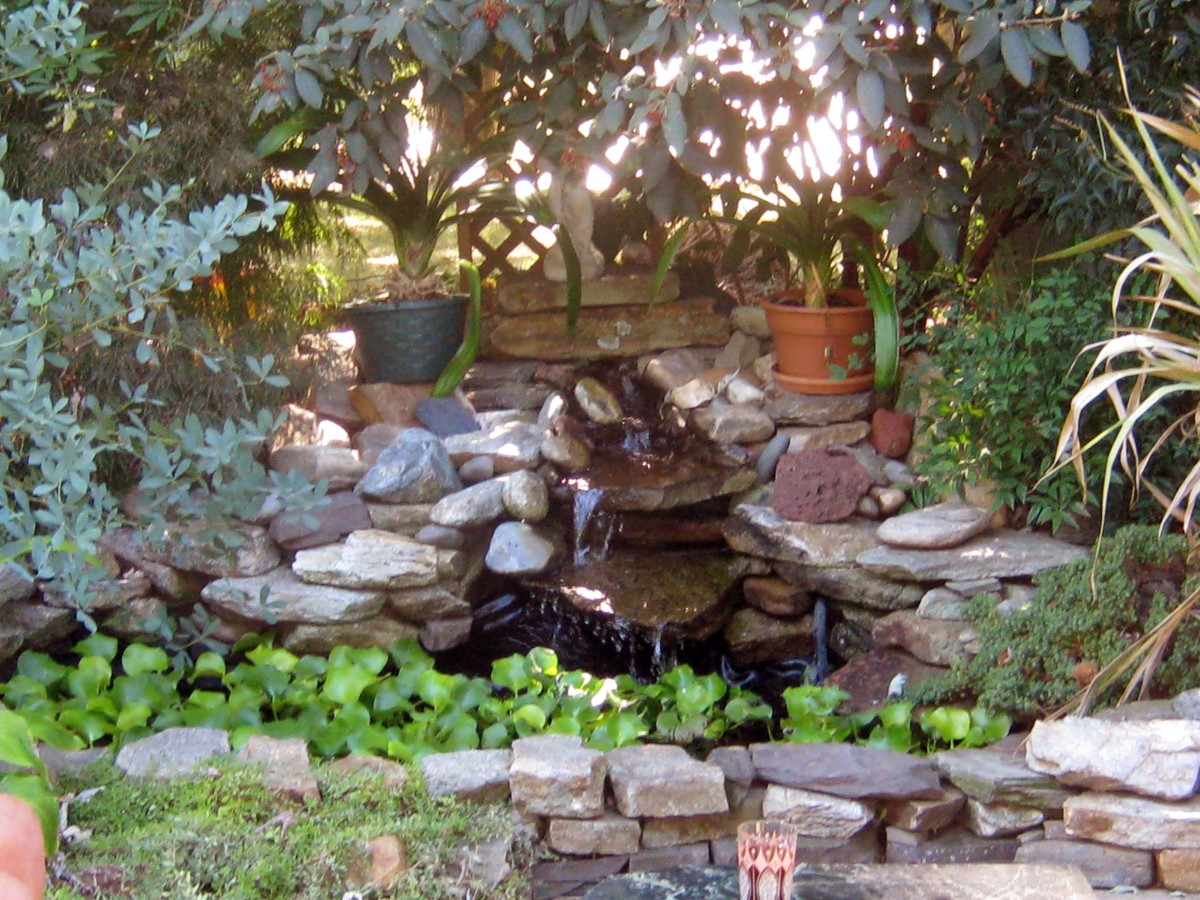 It Took Several Years for the Plants Around the Pond to Mature