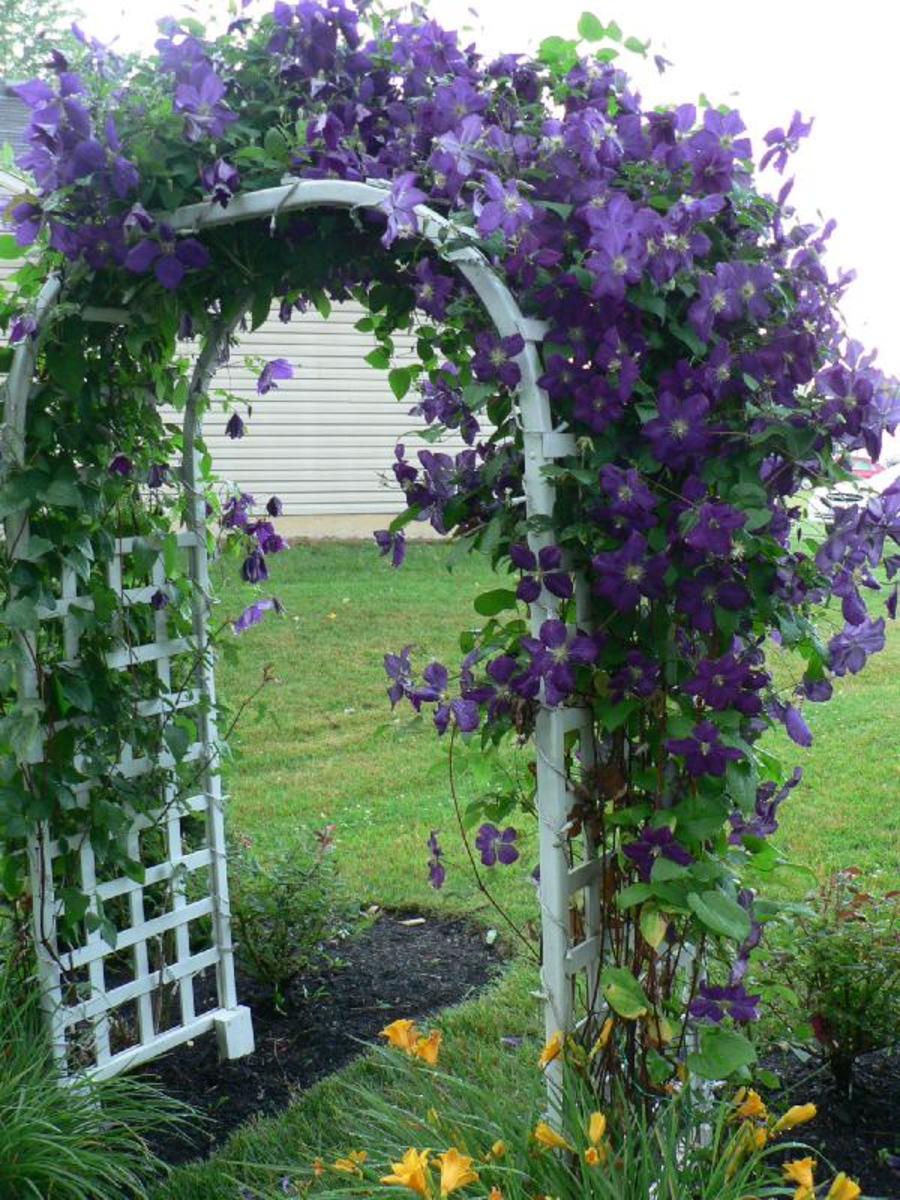20 Planter Og Blomster Til At Medtage I Din Zone 5 Haven Image 