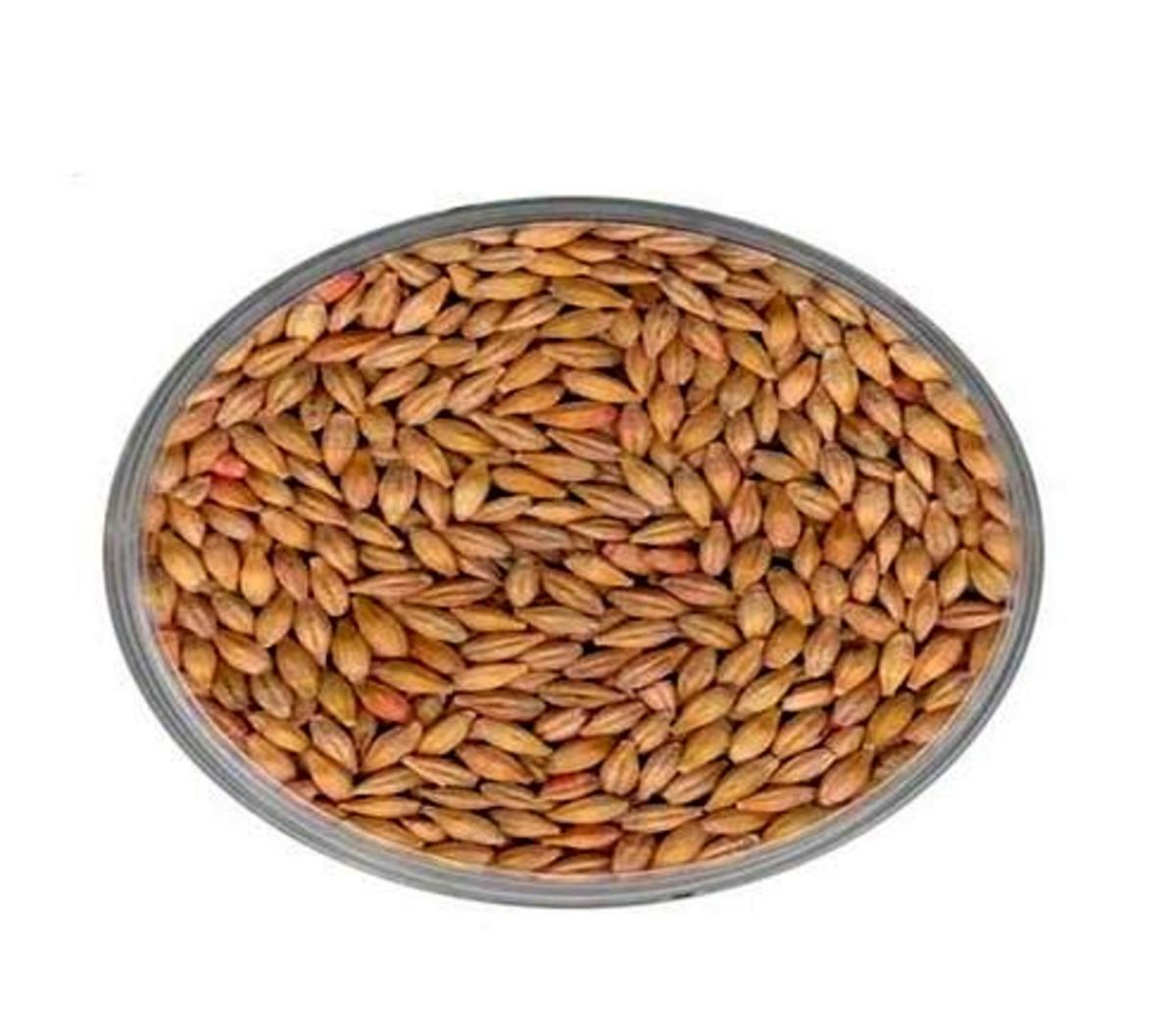 Uses and Health Benefits of Barley Grain