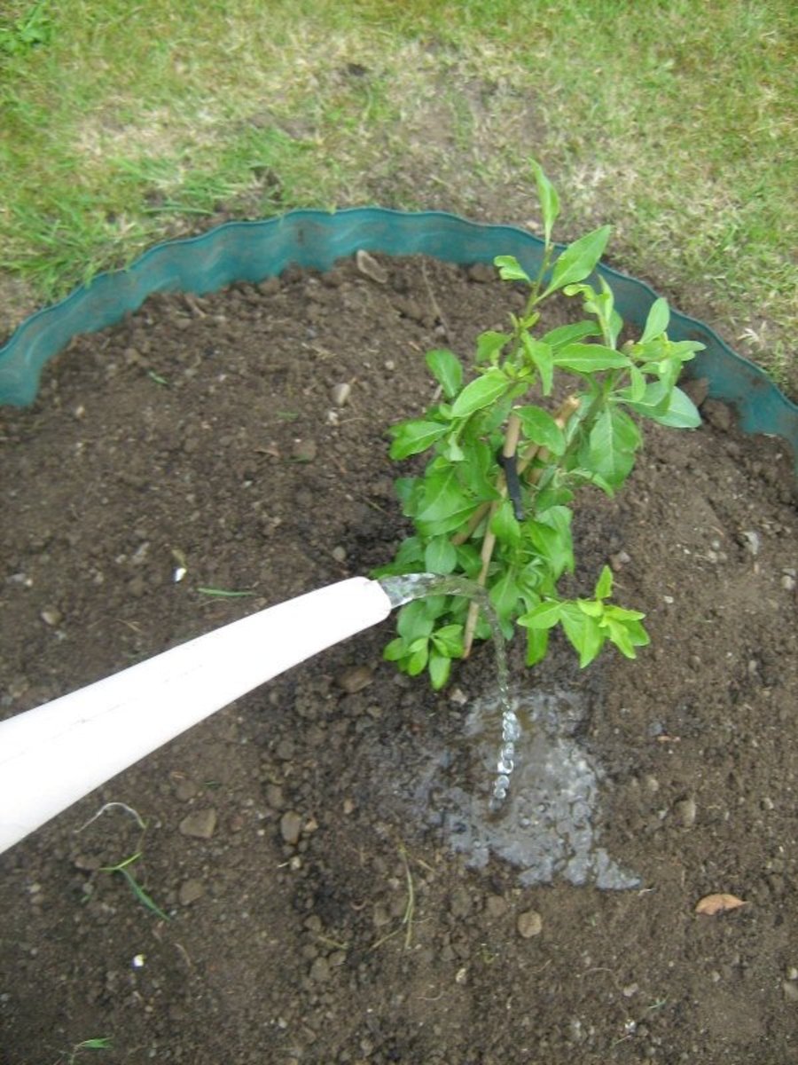 How to plant and water a Goji Berry tree