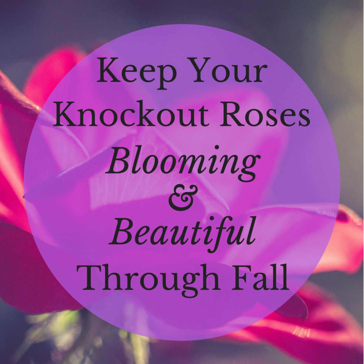 As one of the hardiest varieties of roses, Knockouts can withstand tougher conditions than most other roses. This guide will help you learn how to keep them blooming well through the fall season.
