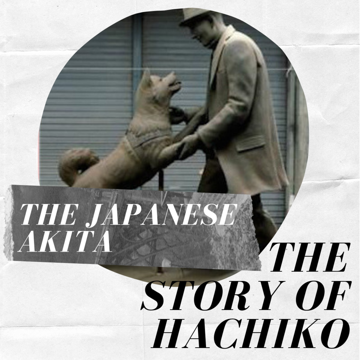 japanese-akita-inu-the-story-of-hachiko-the-loyal-dog-pethelpful