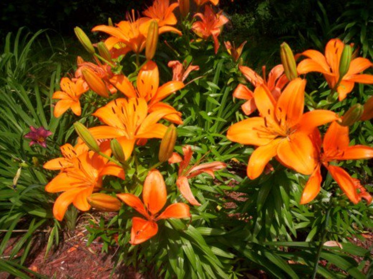 Asiatic lilies come in a wide variety of colors