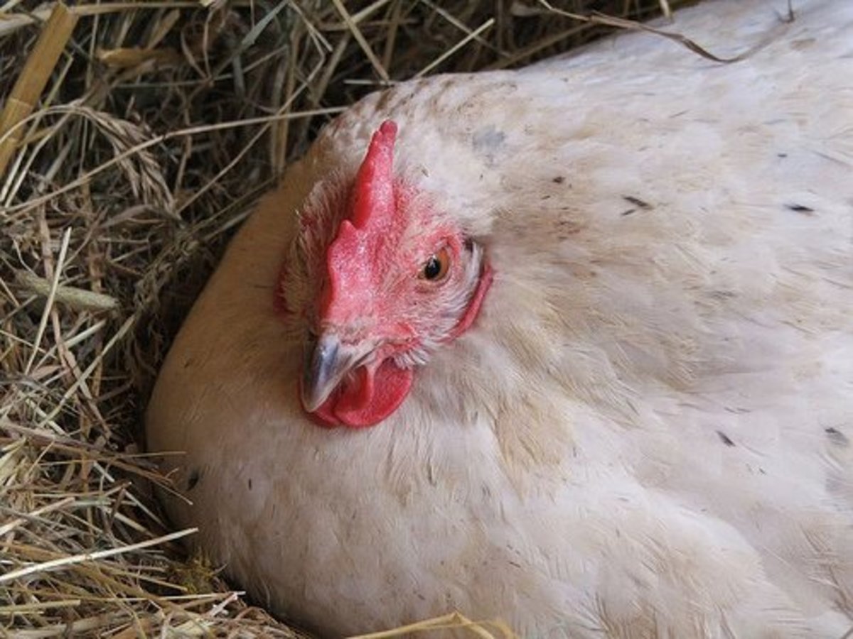 How Can I Tell If My Chickens Are Too Fat or Thin?