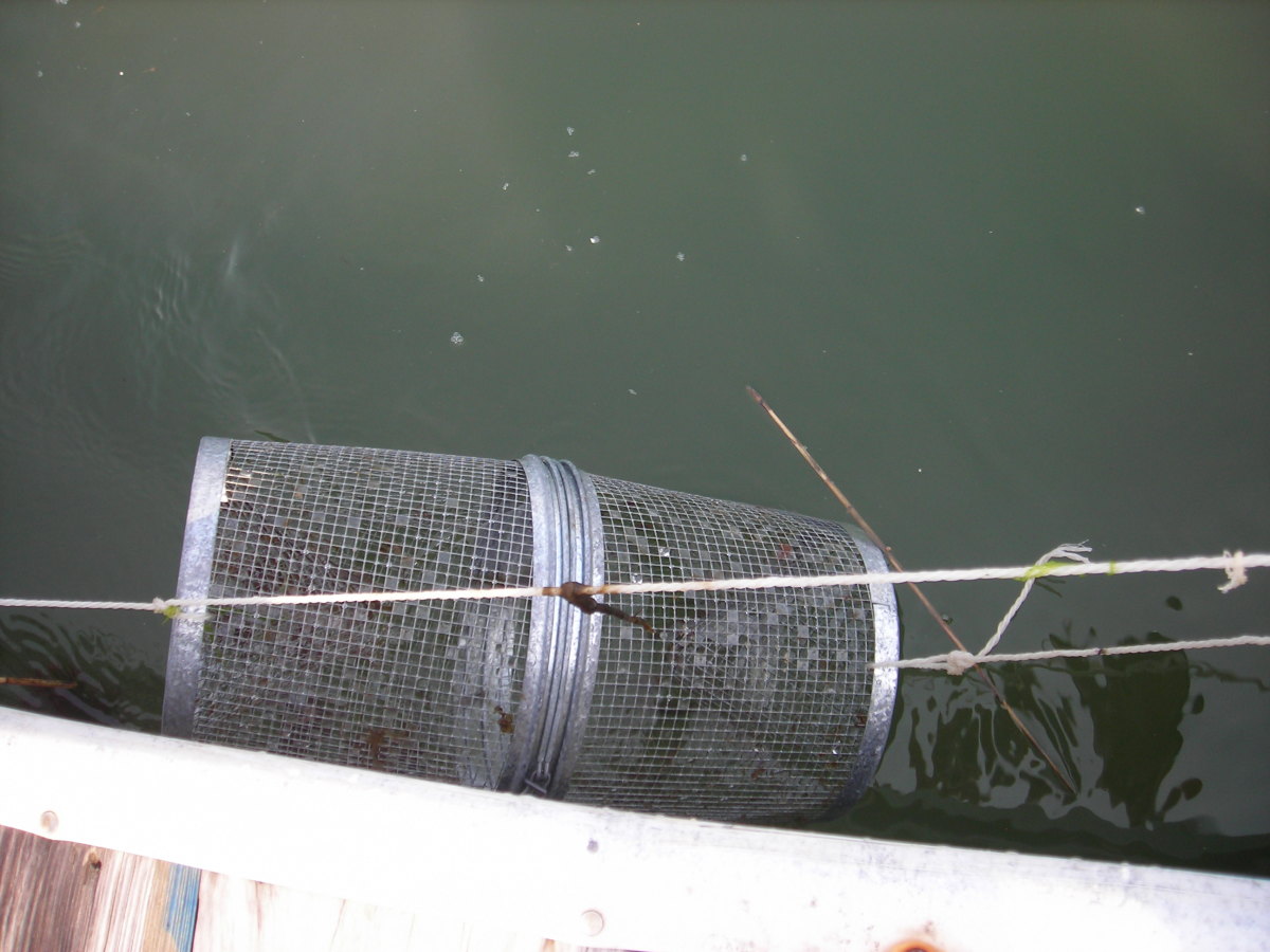 How to Set up a Minnow Trap in the Water