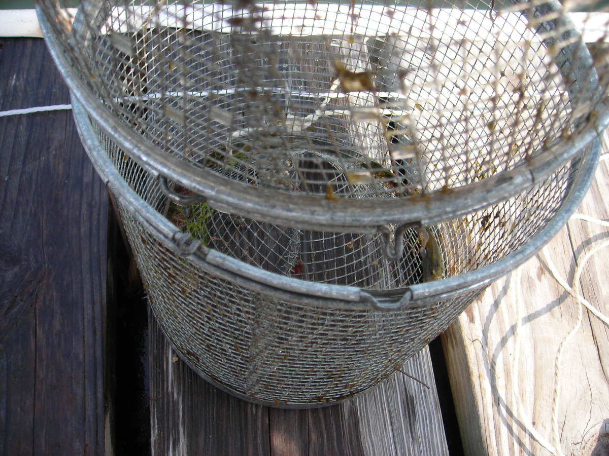 how-to-open-and-close-a-minnow-trap-for-catching-minnows