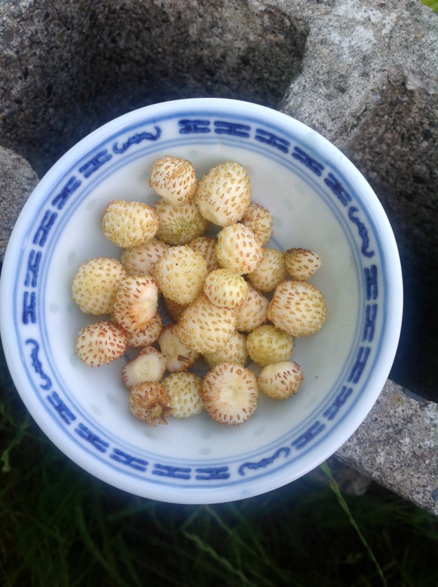 Ever-bearing white strawberries produce small amounts all summer instead of one big crop, so you get handfuls of them semi-randomly.
