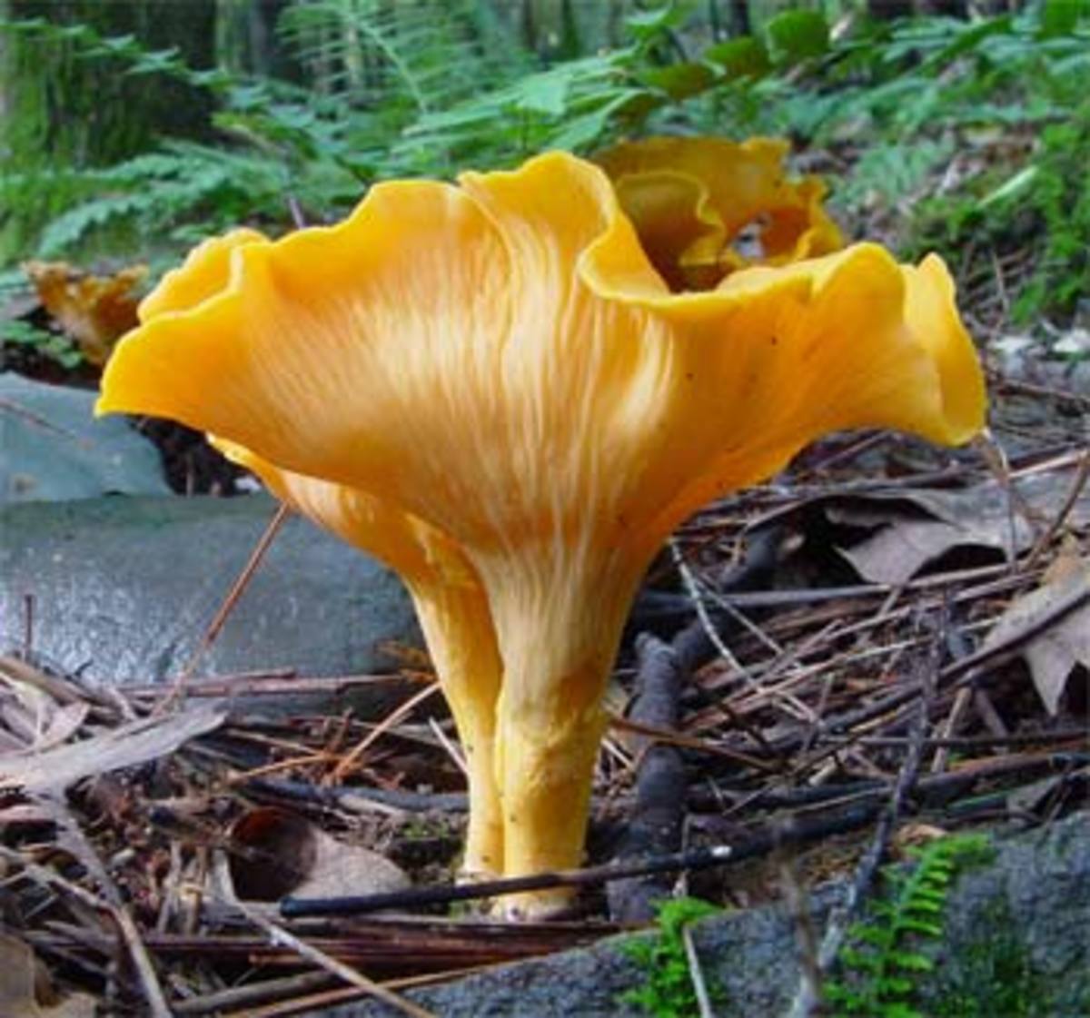 Wild Edible Mushrooms and Truffles of Oregon