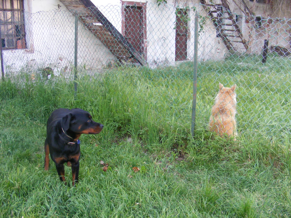 Why Does My Dog Growl When I Kiss