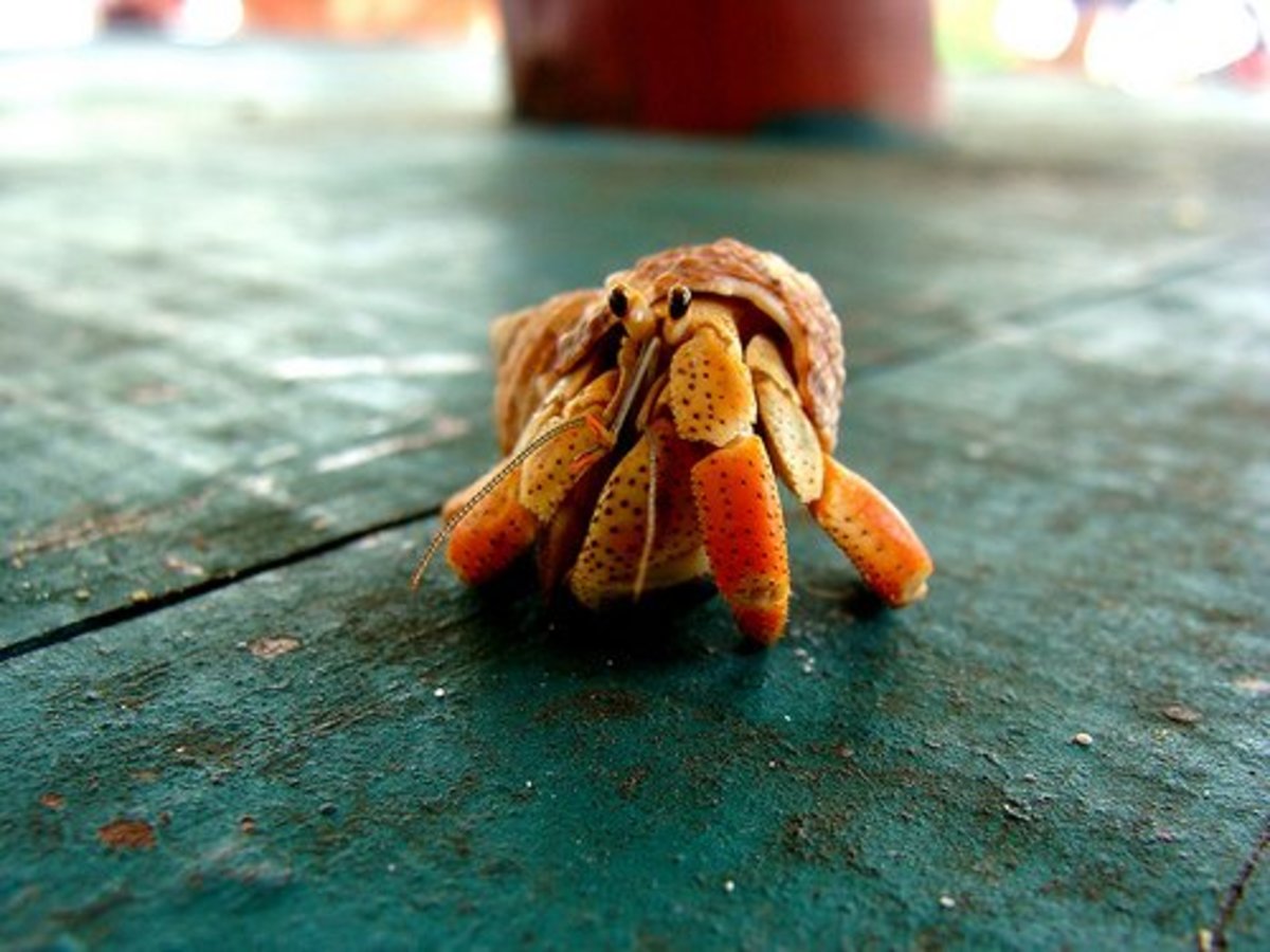 There are many different hermit crab species, but only a few of them are sold in the U.S. as pets.