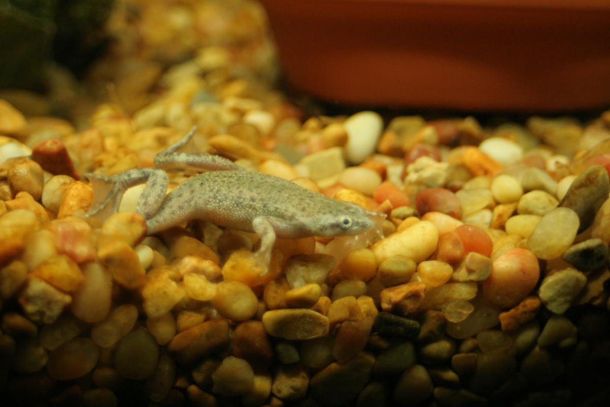 A Basic Guide to Caring for African Dwarf Frogs