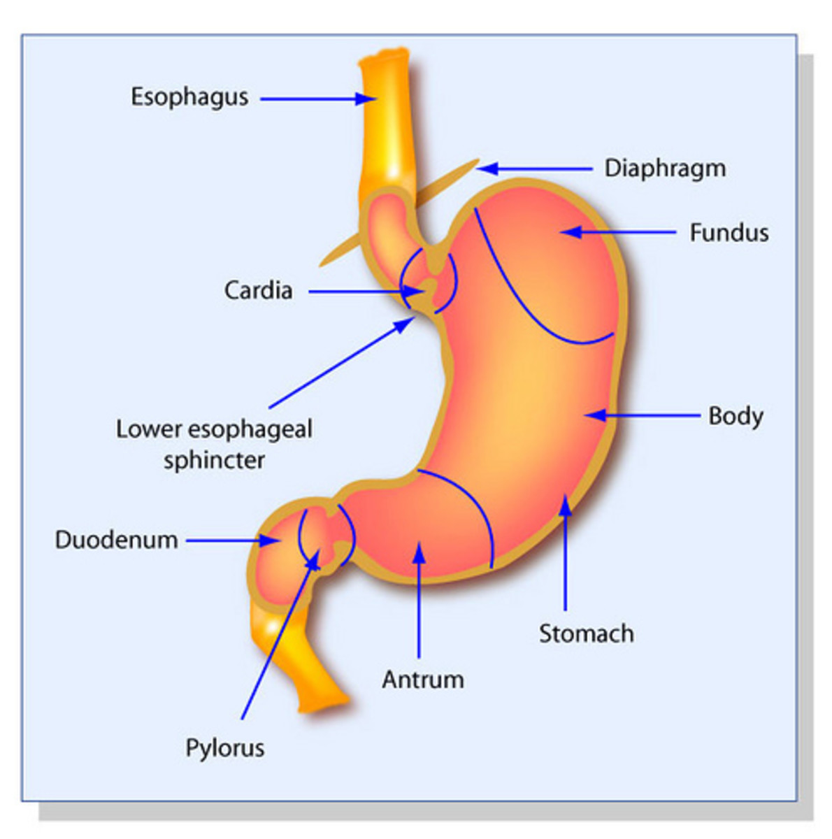 Acid reflux symptoms can involve the stomach or esophagus.