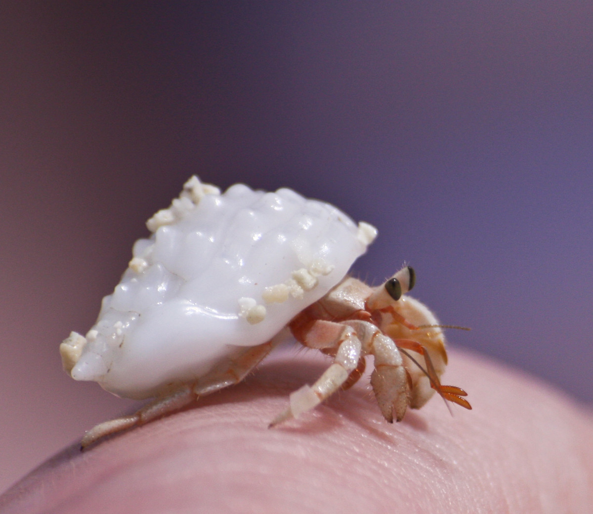 How to Care for a Molting Hermit Crab - PetHelpful