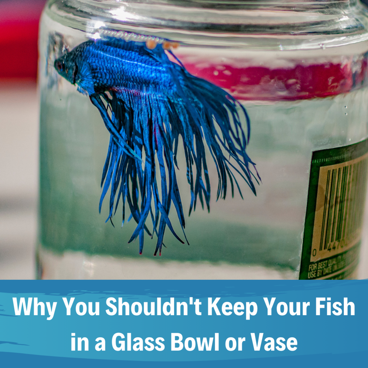Discover the reasons why a glass bowl is an inappropriate home for any fish, from a betta to a goldfish.