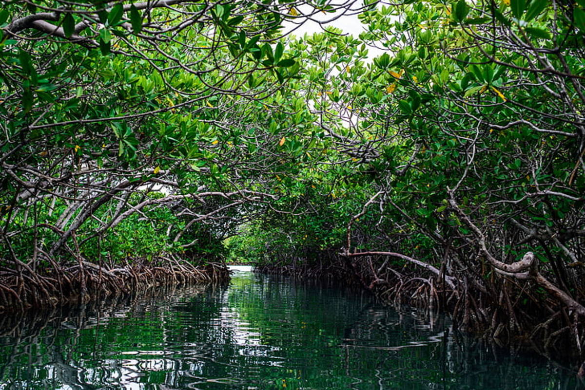 Tidal Forest- Where Roots Breathe