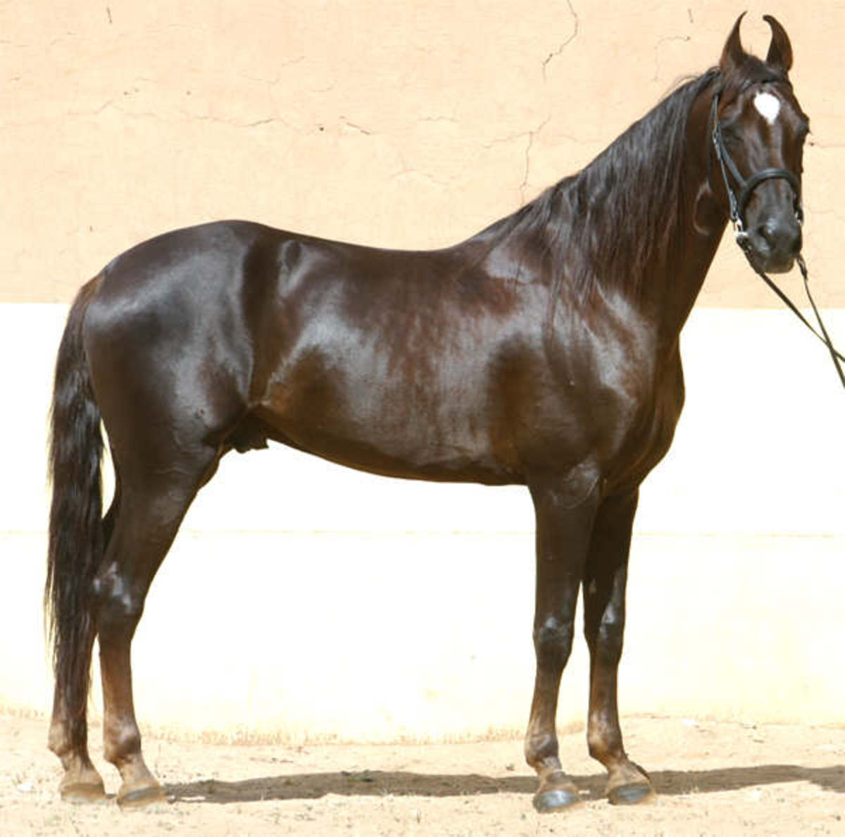 Everything You Want to Know About the Marwari, the Native Horse of India