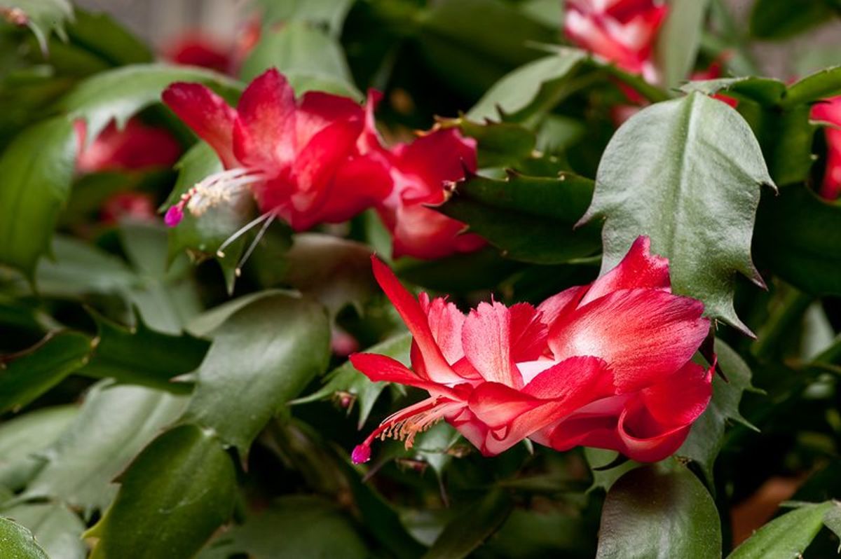 The Christmas cactus blooms profusely indoors in winter after a summer outdoors.