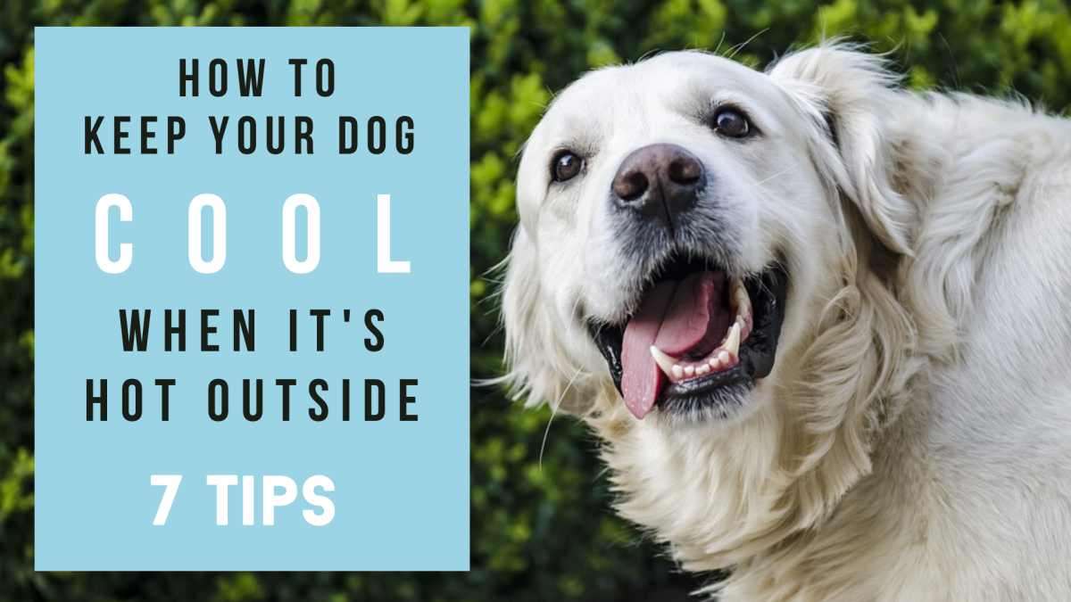 7 Tips to Keep Your Dog Cool This Summer