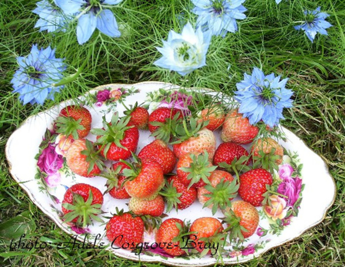 Strawberries fresh from the garden, warm with summer sun.