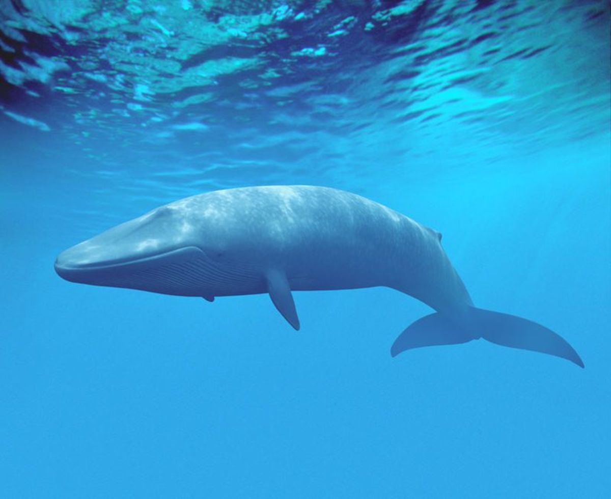 Largest Animals in the Ocean
