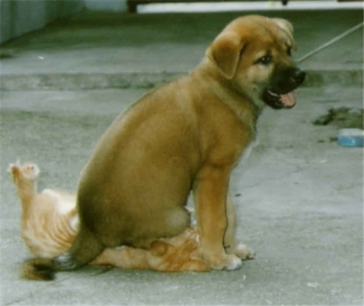 5 Mean Things Dogs Do To Cats