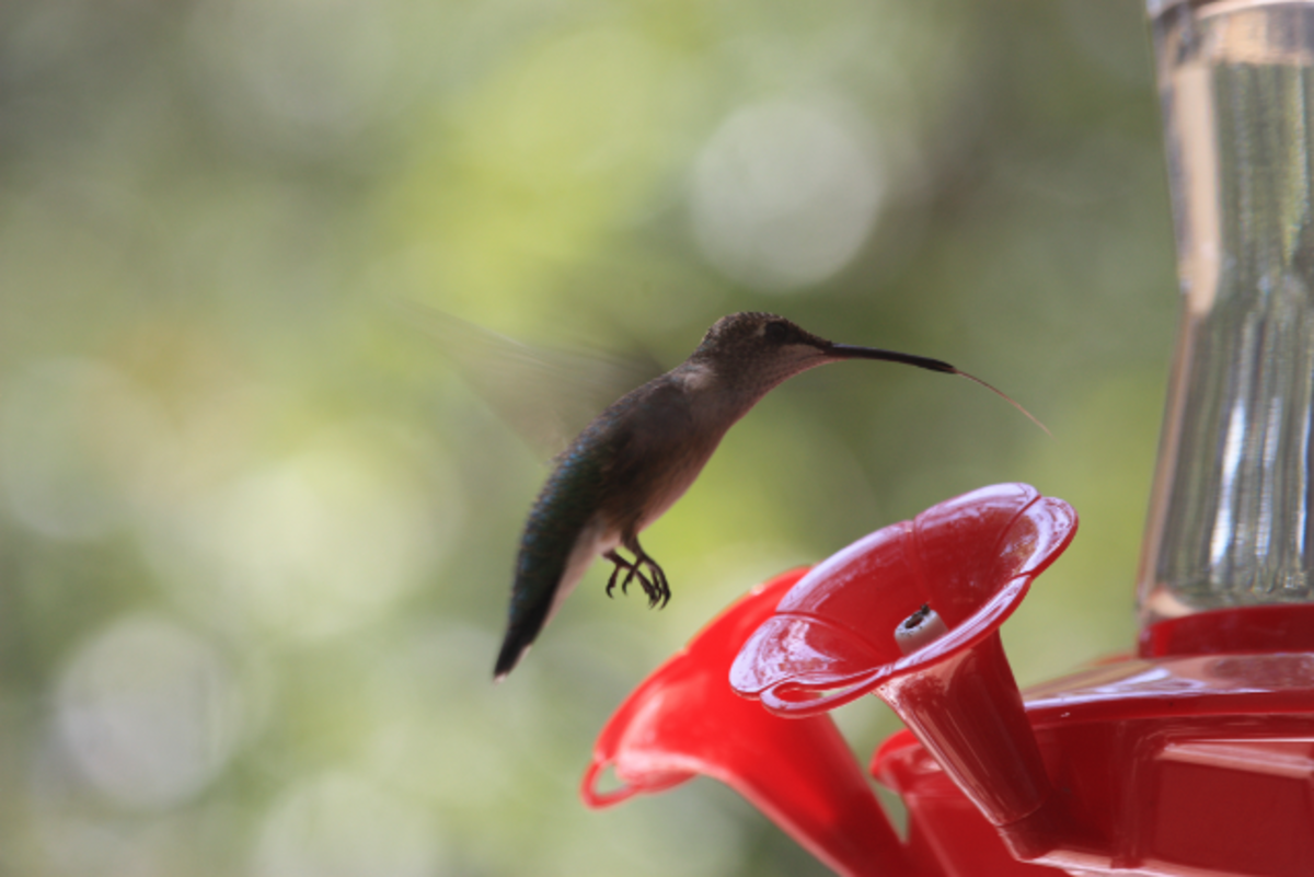 I had never actually seen a hummingbirds tongue before!