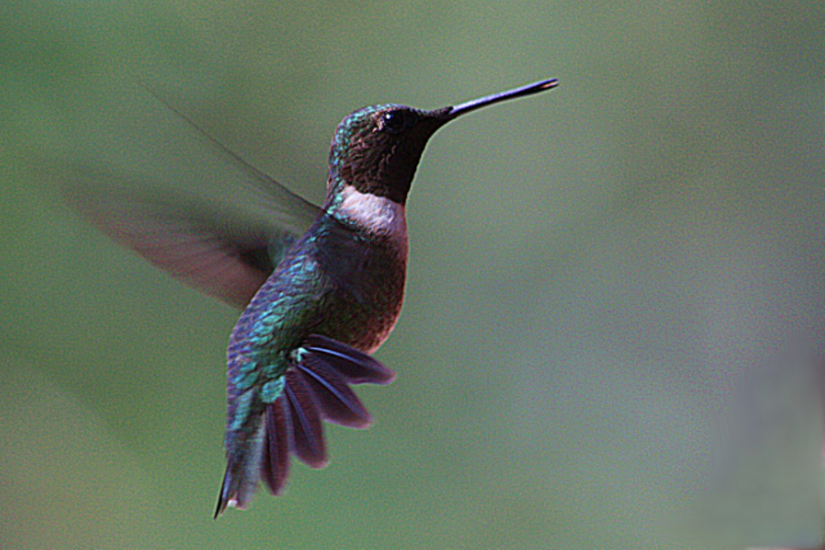 This beautiful little male hummingbird was hovering near my birdfeeder.