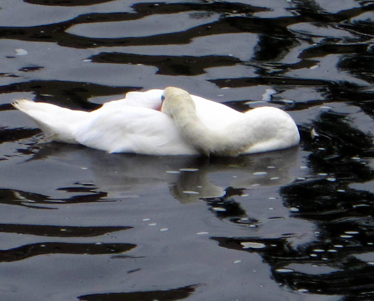 Disturbed sleep leads to feeling sleeping all the time. Even Swans need a nap sometimes.