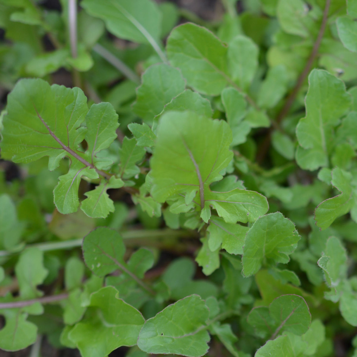 Arugula is so tasty in a salad, and we will have plenty for salads all winter, unless there is a hard freeze.
