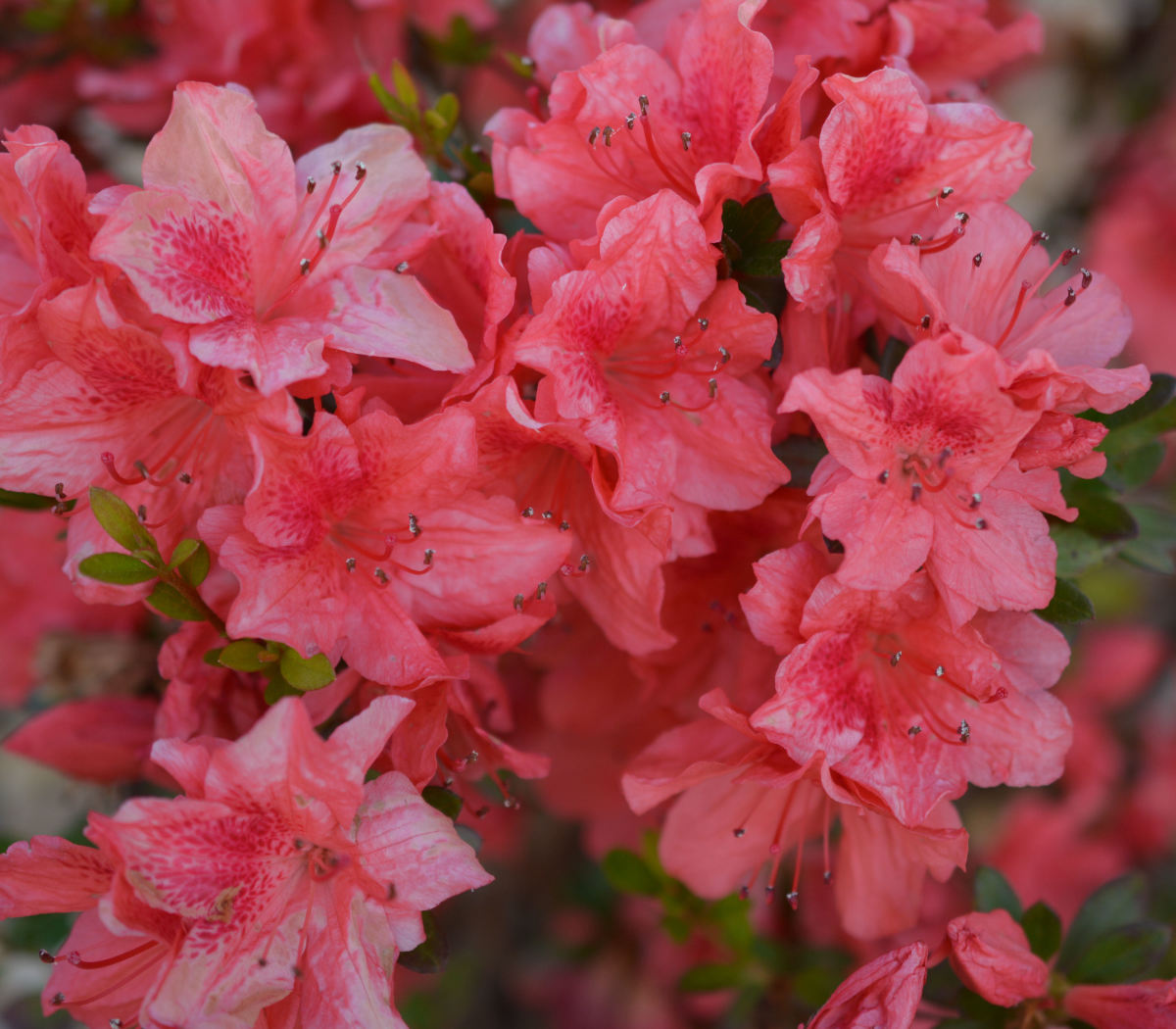 Spring is resplendent with flowering azaleas.
