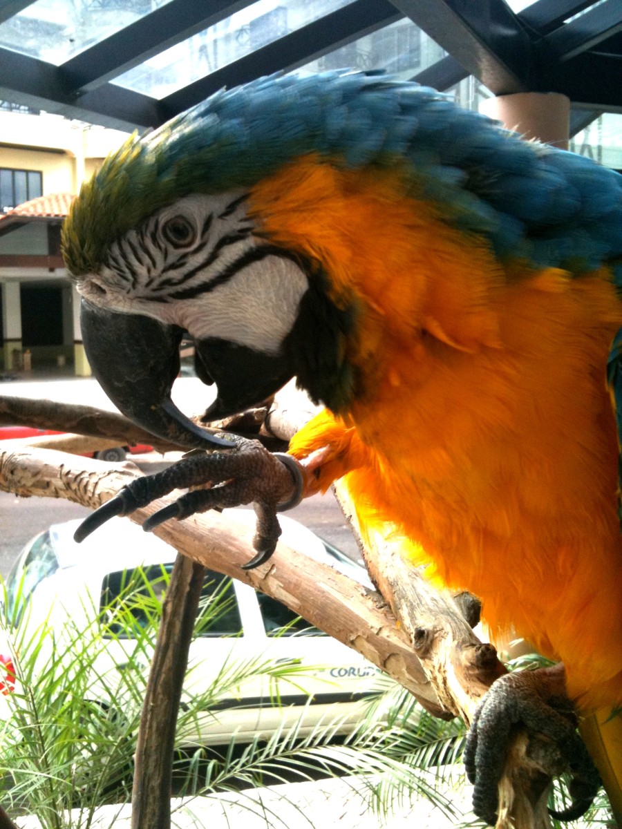 Photo: A Parrot's Beak is a Tool it Uses for Daily Tasks