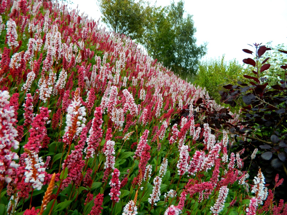 In September, Persicaria affinis displays a beautiful mix of pink and red flowers. Wait until you see what it does in October...