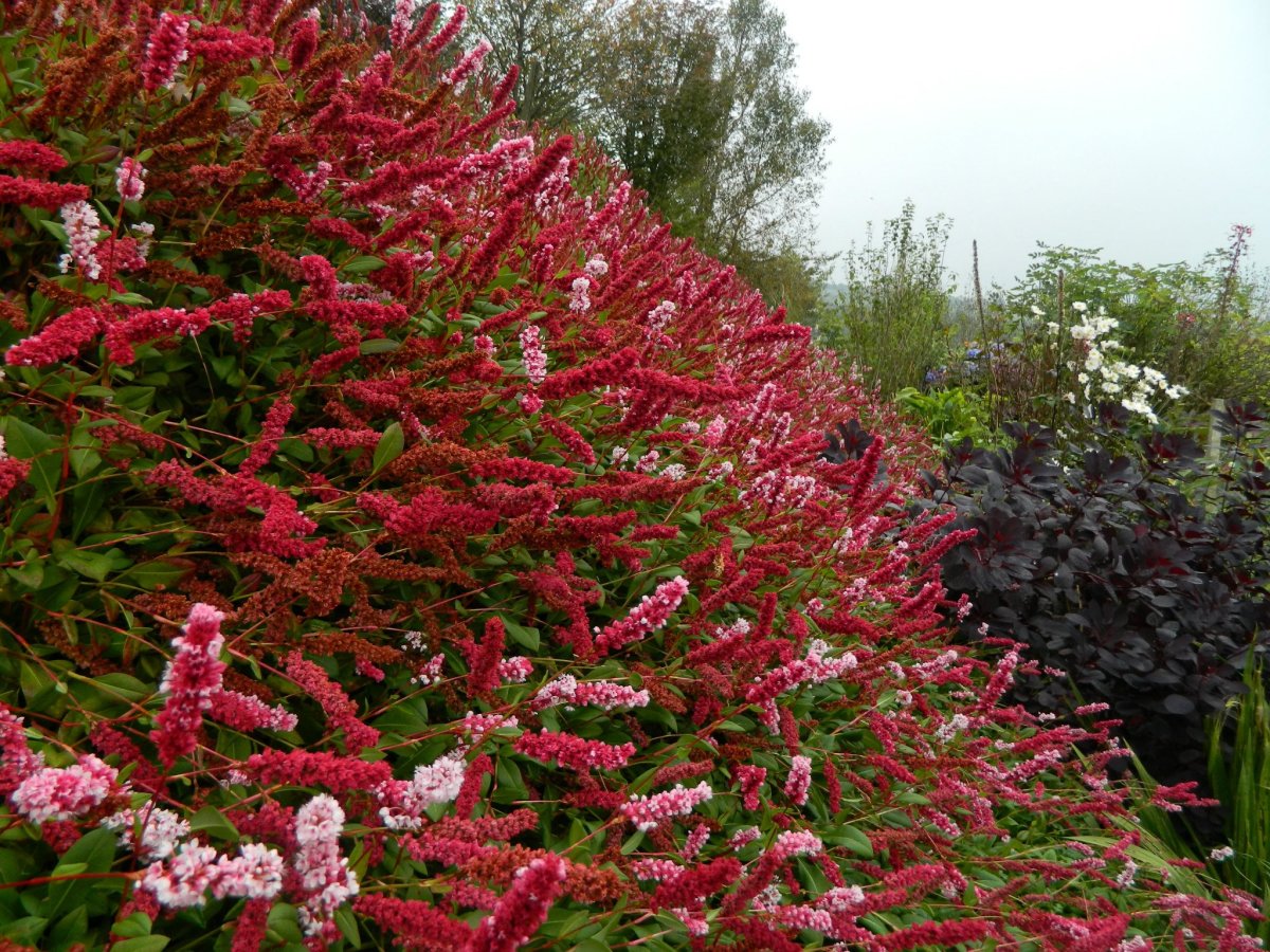 Compared with the photo at the top of this article, you can see the striking red of Persicaria affinis in October—not many pink blooms left to be found!