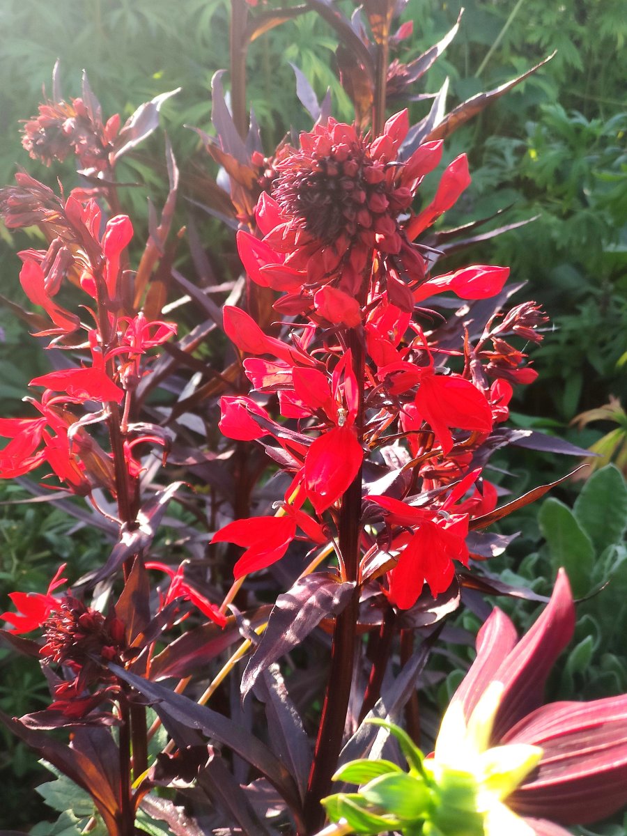 The dark foliage of Lobelia cardinalis is almost as enchanting as its bright-red flowers. 