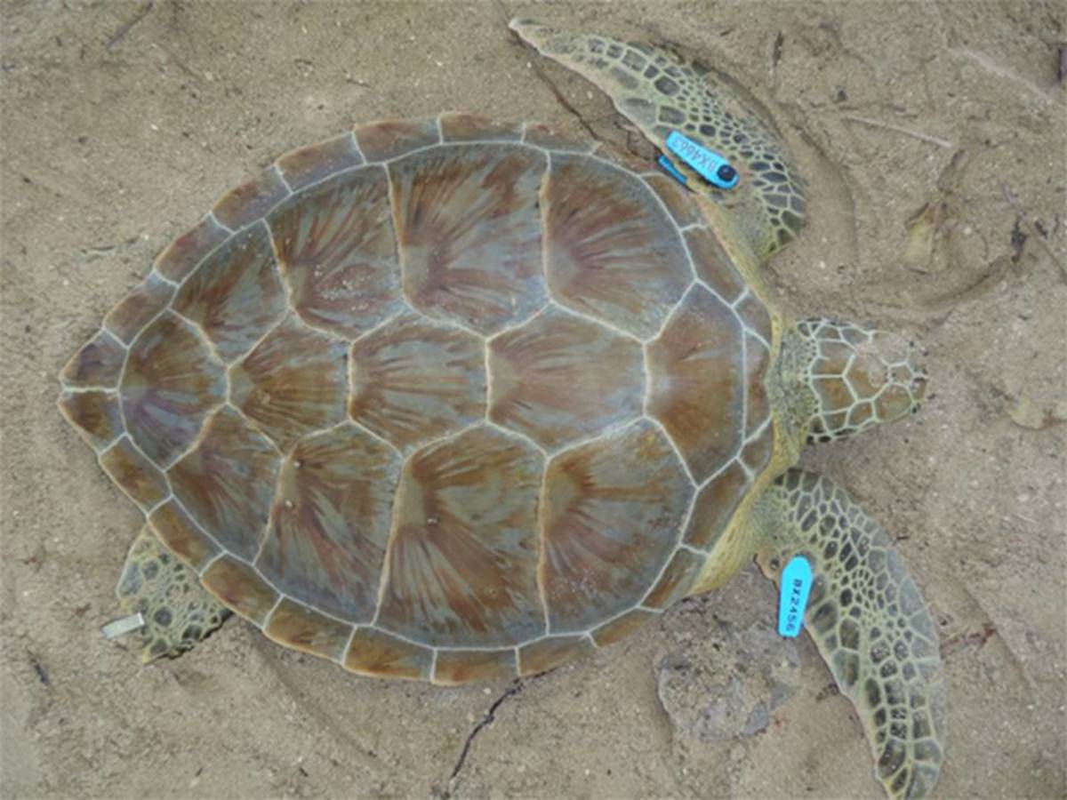 Labeled turtle