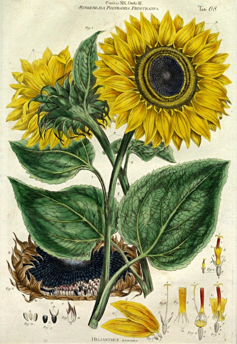 The beautiful origin of sunflower seed butter