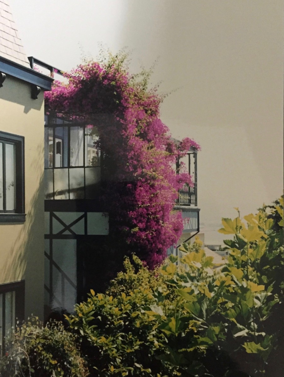 This is the first bougainvillea I ever saw. It was growing on a balcony, set against an ominous looking sky in San Francisco.