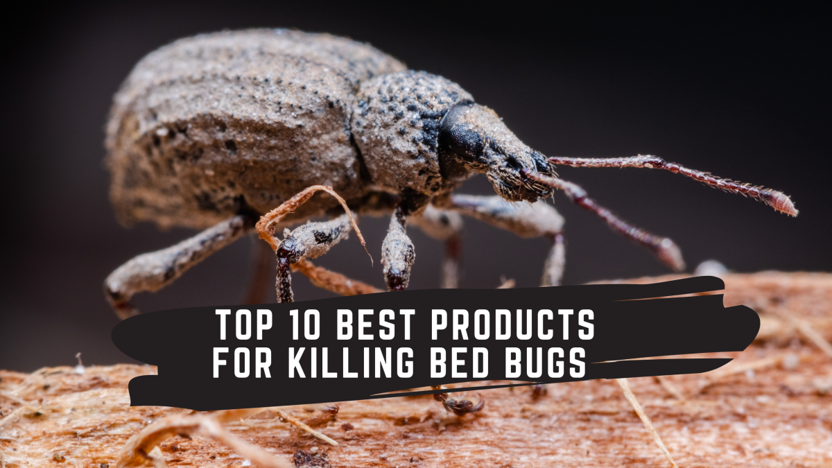 Get Rid of Bed Bugs? Here are Top 10 Products for Killing Bed Bugs!