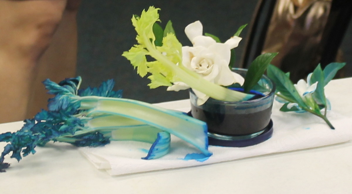 Celery and white flowers used to show how stems work