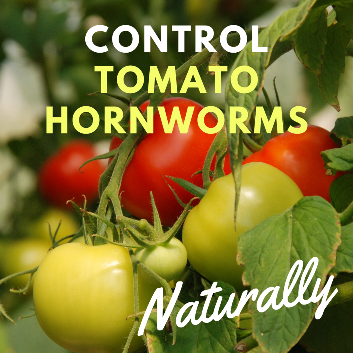 How to Get Rid of Tomato Hornworms Safely and Naturally