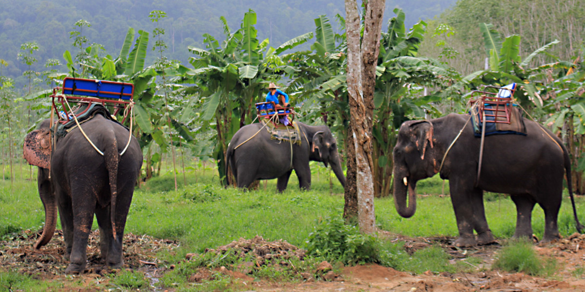 Elephant trekking is popular in the southern islands and the northern hills