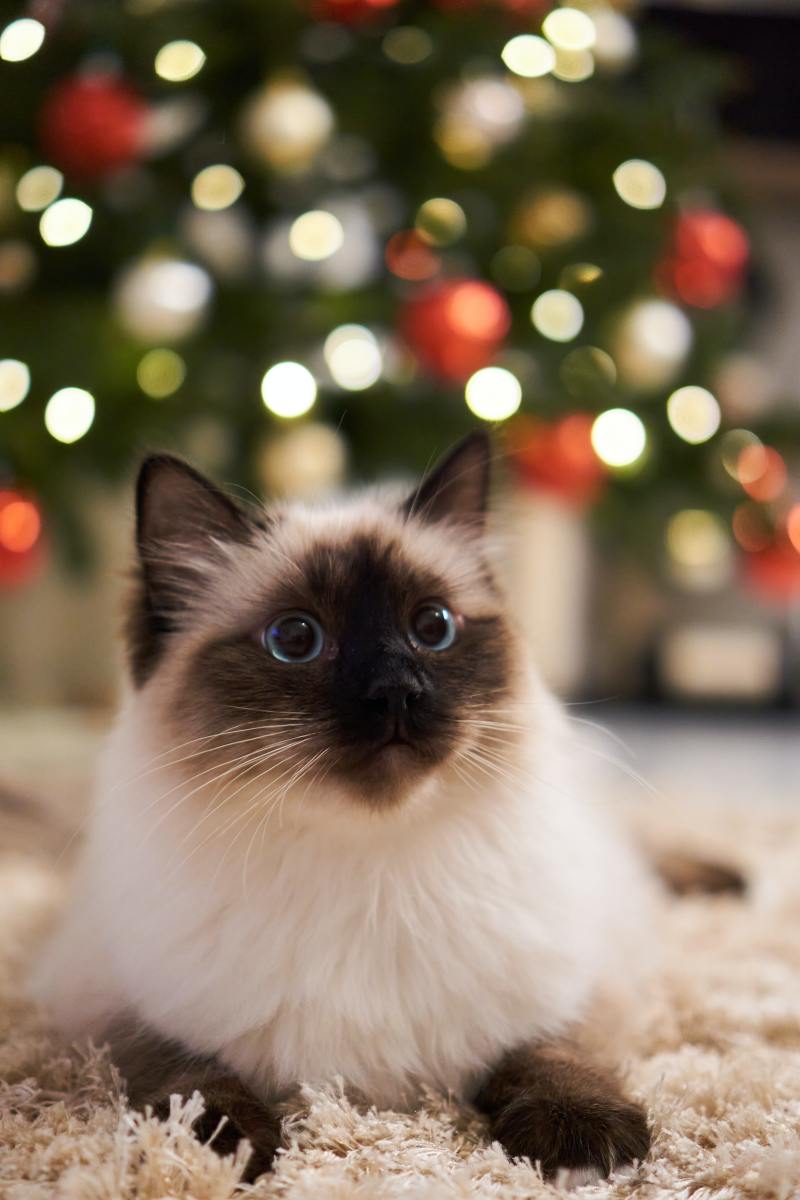 how-to-keep-a-cat-out-of-a-christmas-tree