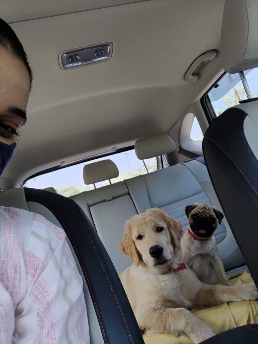 Austin (Golden Retriever) travelling with mommy and Choco (Pug)