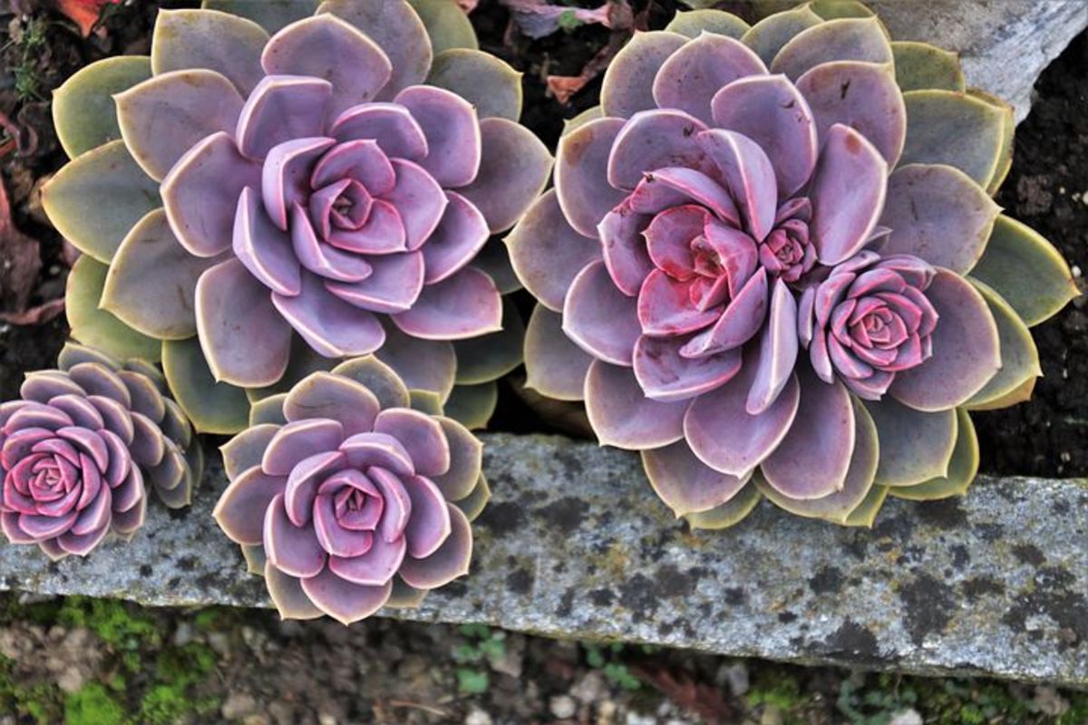 7 Interesting Facts About Succulent Plants