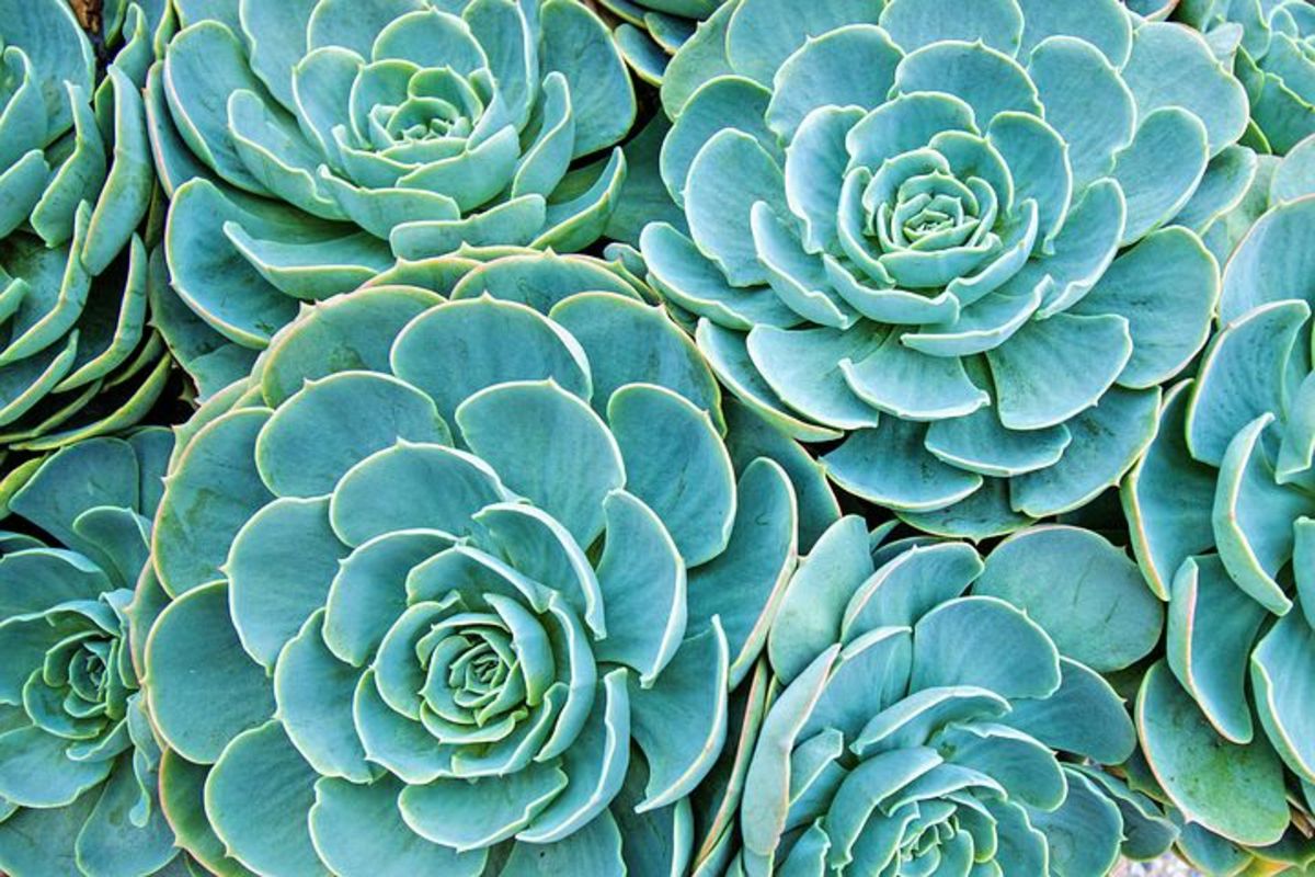 facts-that-you-must-know-about-succulent-plants